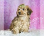 Small #1 Yorkipoo