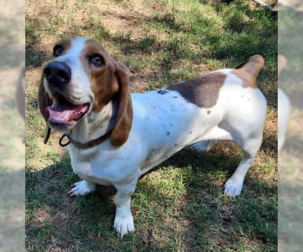 Medium Photo #1 Basset Hound Puppy For Sale in Deepwater, NJ, USA
