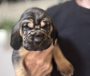 Medium Bloodhound