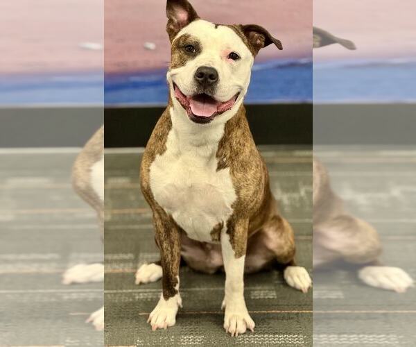 Medium Photo #1 American Pit Bull Terrier-Unknown Mix Puppy For Sale in Spring Lake, NJ, USA