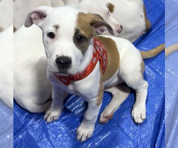Medium Photo #9 American Pit Bull Terrier-Australian Shepherd Mix Puppy For Sale in OKLAHOMA CITY, OK, USA
