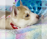 Small Photo #14 Siberian Husky Puppy For Sale in HESPERIA, CA, USA