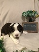 Small Photo #1 English Springer Spaniel Puppy For Sale in ALLIANCE, OH, USA
