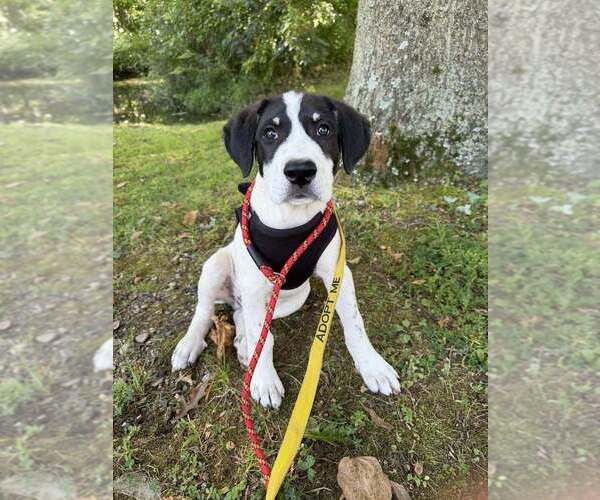 Medium Photo #11 Border-Aussie Puppy For Sale in New York, NY, USA