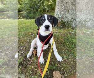 Hitch (AL) - Male Border-Aussie Dog for Adoption - Photo #11