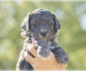 Golden Mountain Doodle  Puppy for sale in PALM BAY, FL, USA