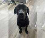 Small #3 Labrador Retriever Mix