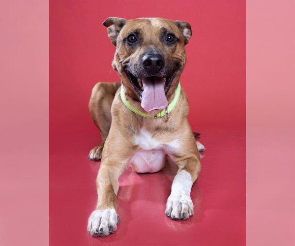 Medium Photo #2 Mutt Puppy For Sale in Ogden, UT, USA