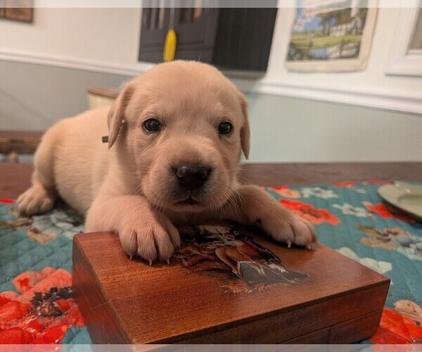 Medium Photo #1 Labrador Retriever Puppy For Sale in PIERSON STATION, IL, USA