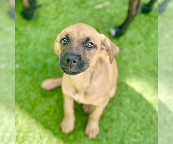 Medium Photo #2 Golden Labrador Puppy For Sale in Royal Palm Beach, FL, USA