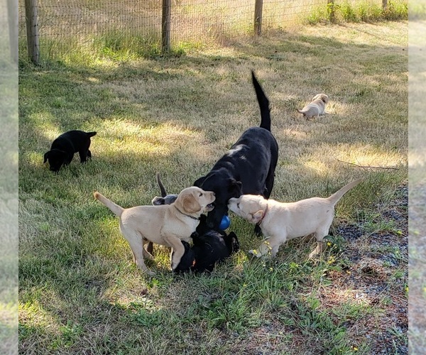 Medium Photo #6 Labrador Retriever Puppy For Sale in OLYMPIA, WA, USA