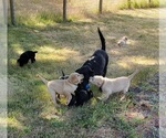 Small #5 Labrador Retriever