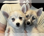 Small #97 Pomsky