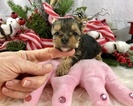 Small Photo #7 Yorkshire Terrier Puppy For Sale in ADAMSVILLE, TN, USA
