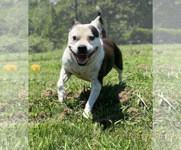 Medium Photo #8 Mutt Puppy For Sale in Virginia Beach, VA, USA