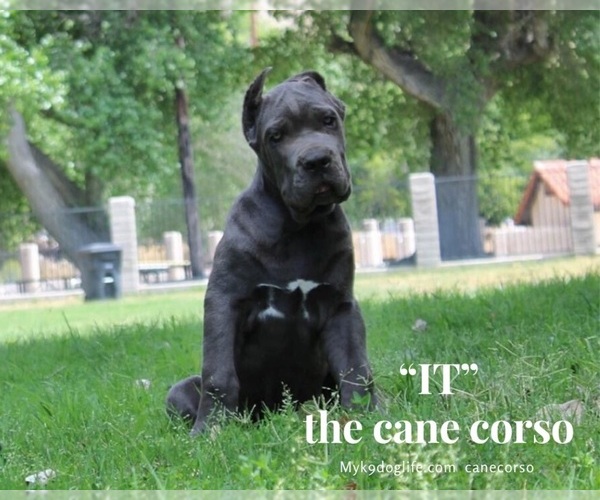 Medium Photo #3 Cane Corso Puppy For Sale in PALMDALE, CA, USA