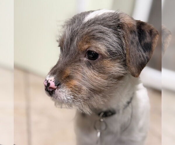 Medium Photo #3 Mutt Puppy For Sale in Salt Lake City, UT, USA