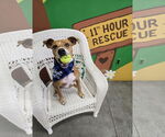 Small #1 American Pit Bull Terrier Mix