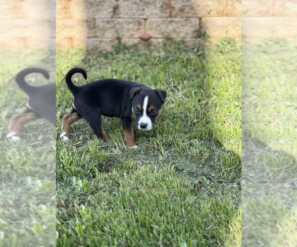 Medium Photo #7 Mutt Puppy For Sale in OKLAHOMA CITY, OK, USA