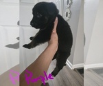 Puppy Puppy 6 German Shepherd Dog