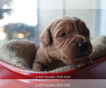 Small Photo #11 Goldendoodle Puppy For Sale in DENISON, TX, USA