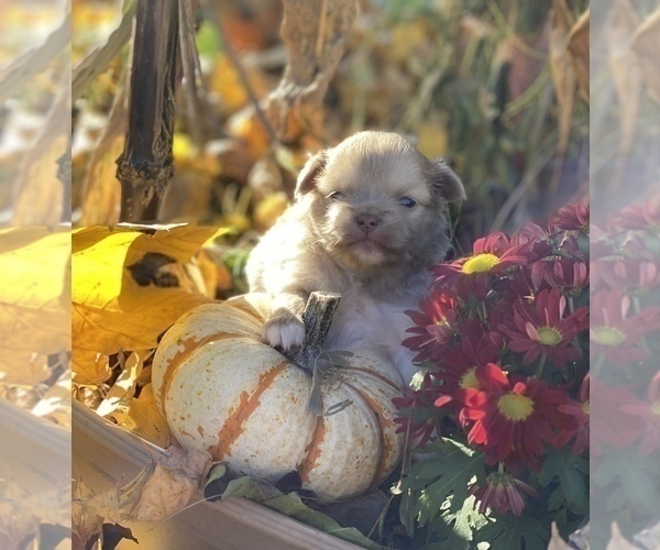 Medium Photo #9 Chihuahua Puppy For Sale in RAWSONVILLE, MI, USA