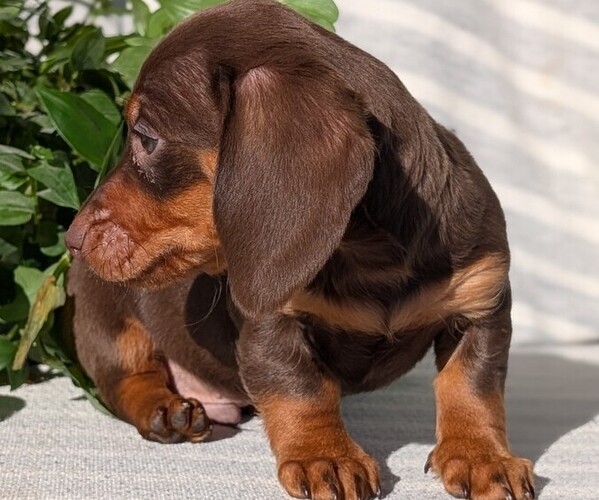 Medium Photo #40 Dachshund Puppy For Sale in GOSHEN, IN, USA