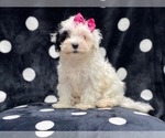 Small Photo #1 Maltipoo Puppy For Sale in LAKELAND, FL, USA
