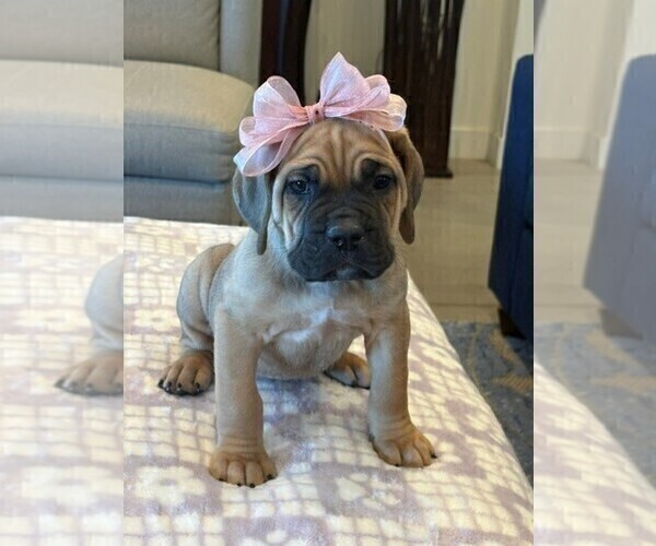 Medium Photo #1 Cane Corso Puppy For Sale in DOWNEY, CA, USA