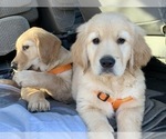 Small Photo #36 Golden Retriever Puppy For Sale in MERCED, CA, USA