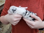 Small Photo #2 Australian Shepherd Puppy For Sale in CLINTON, MS, USA