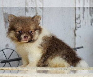 Pomeranian Puppy for sale in FREDERICKSBG, OH, USA