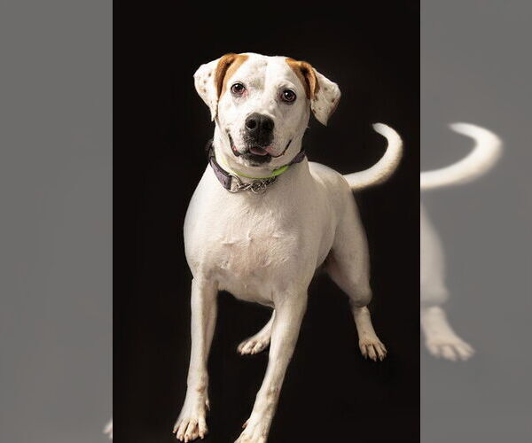 Medium Photo #1 American Bulldog-Unknown Mix Puppy For Sale in Vaughan, Ontario, Canada