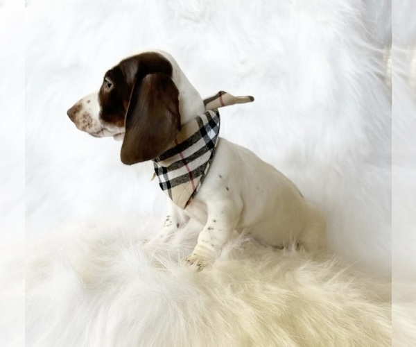 Medium Photo #10 Dachshund Puppy For Sale in DAVIS, CA, USA