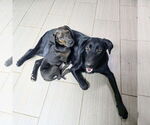 Small #2 Labrador Retriever Mix