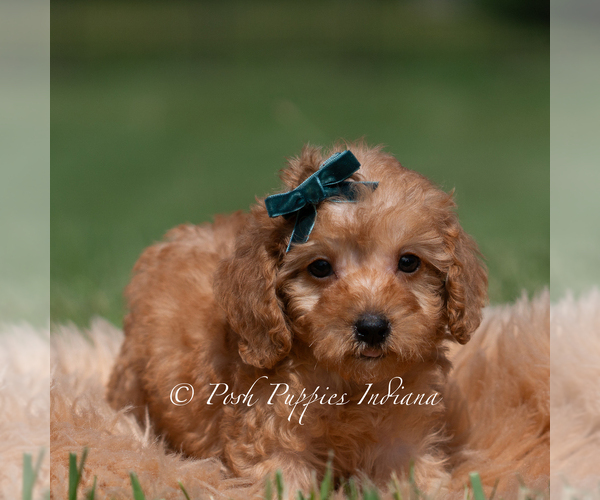 Medium Photo #3 Maltipoo (Miniature) Puppy For Sale in WARSAW, IN, USA