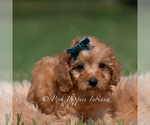 Small Photo #21 Maltipoo (Miniature) Puppy For Sale in WARSAW, IN, USA