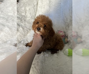Poodle (Miniature) Puppy for sale in LOWELL, MA, USA