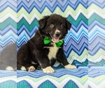Small Photo #2 Border Collie Puppy For Sale in KIRKWOOD, PA, USA