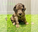 Small #1 Aussiedoodle-Goldendoodle Mix