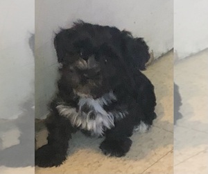 Cavapoo Puppy for sale in BRONX, NY, USA