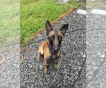 Small #2 Mutt