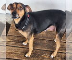 Small #1 Mutt