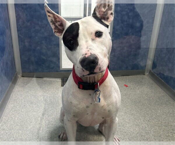 Medium Photo #2 Bull Terrier-Unknown Mix Puppy For Sale in Fort Collins, CO, USA