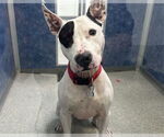 Small #1 Bull Terrier Mix