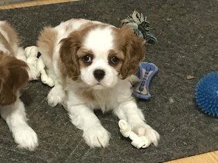 Cavalier King Charles Spaniel Puppy for sale in OKLAHOMA CITY, OK, USA
