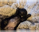 Puppy Helena Pug