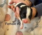 Small #1 Pomeranian