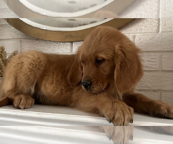Medium Photo #6 Golden Retriever Puppy For Sale in DENTON, TX, USA