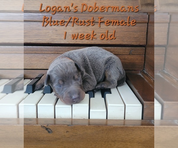 Medium Photo #6 Doberman Pinscher Puppy For Sale in MOUNT STERLING, KY, USA